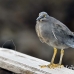 heron_lava_blue_great_san_h_0081_ecu2278.jpg
